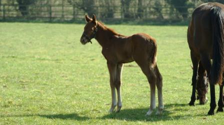 2014 Colt by Shamardal